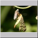 Panorpa communis - Gemeine Skorpionsfliege w04.jpg